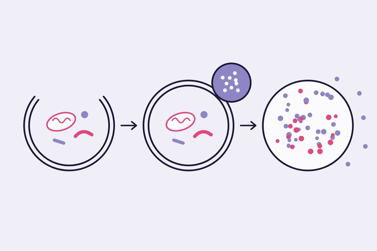 Illustration: a drawn diagram in three steps. A membrane closes around worn-out parts of a cell, a second compartment joins it, and the parts end up as small pieces.
